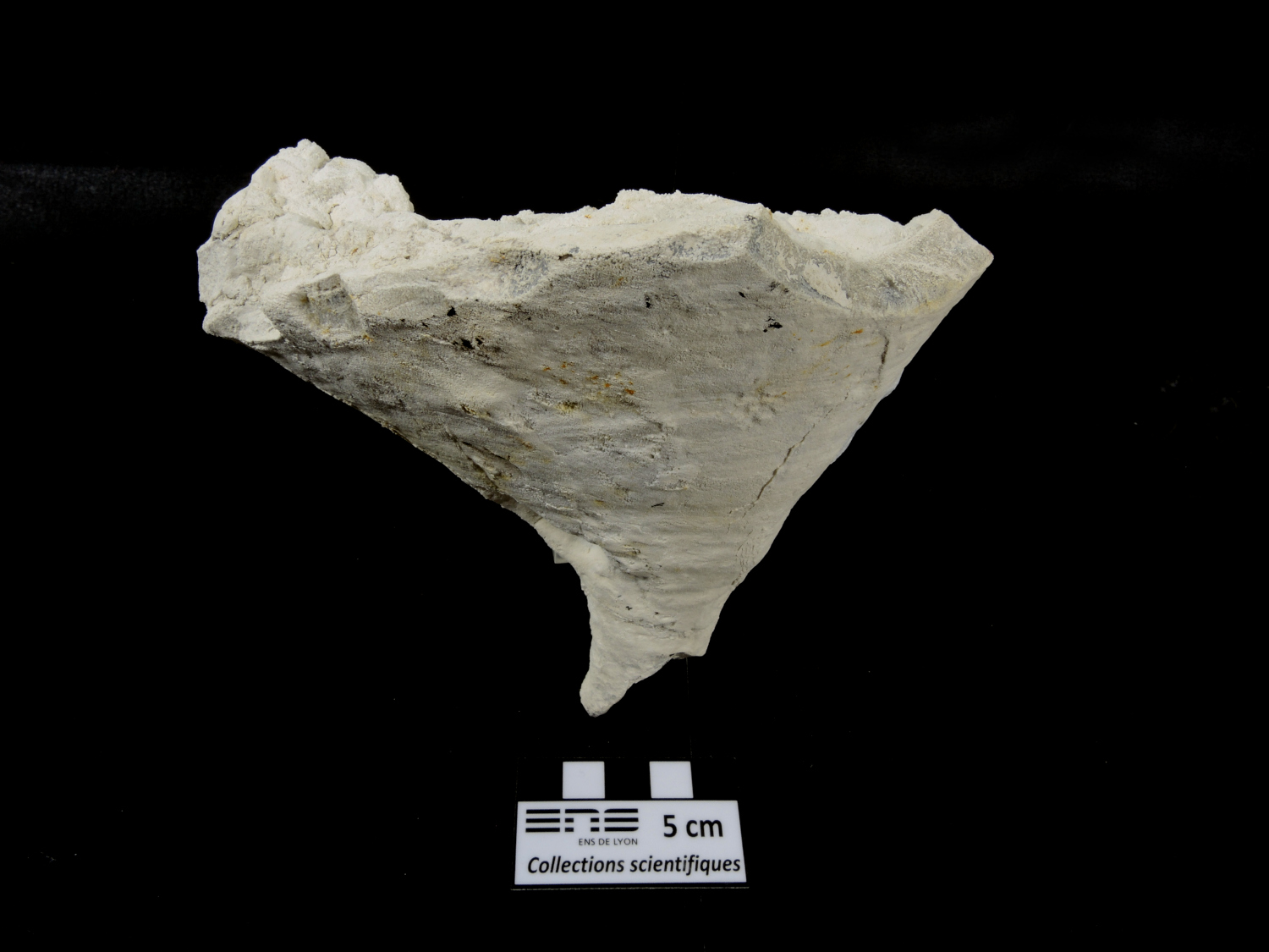 Chenendopora Eponge fossile Bassin parisien  Paulmy Bois de la Tuilerie